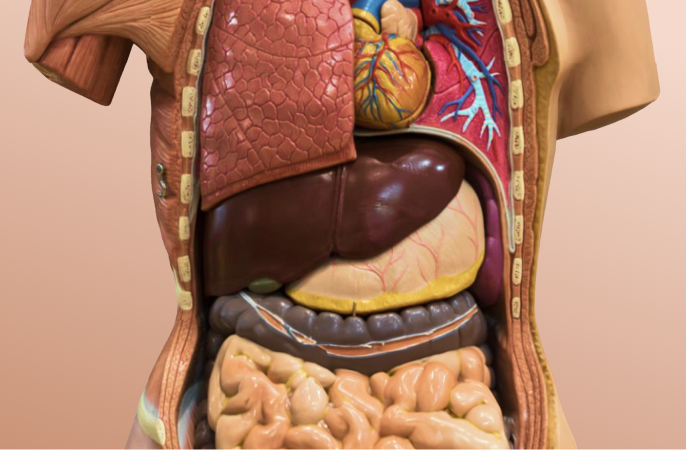 Understanding liver function