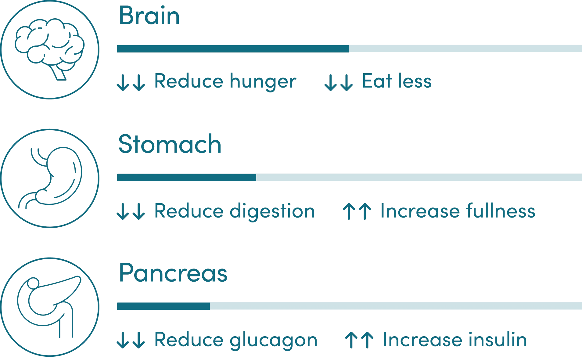 Brain, stomach and pancreas benefits