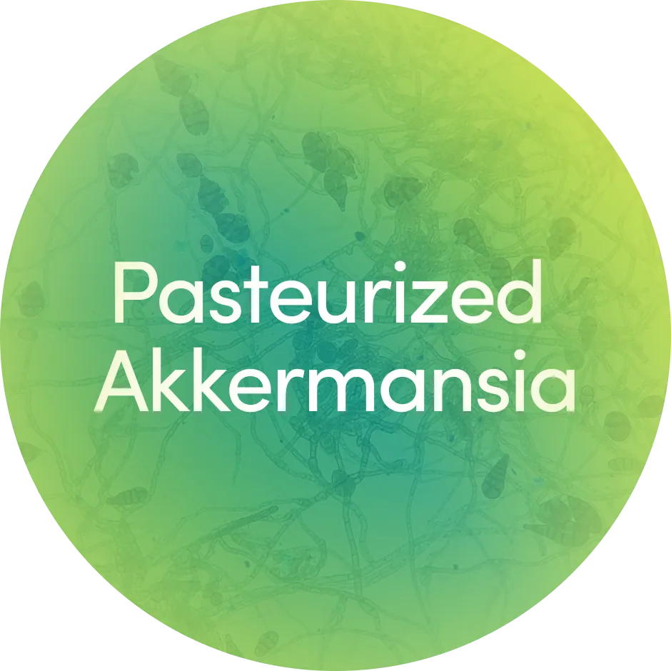 Pasteurized Akkermansia